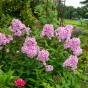 Phlox Bright Eyes (1 Bulb)