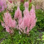 Astilbe Pink (1 Bulb)