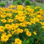 Heliopsis Scabra (3 Bulbs)
