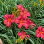 Hemerocallis Red (1 Bulb)