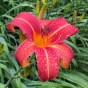 Hemerocallis Red (1 Bulb)