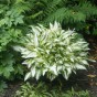 Hosta Medio Variegata (1 Bulb)