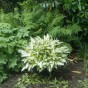 Hosta Medio Variegata (1 Bulb)