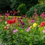 Dahlia Border Mix (3 Bulbs)
