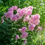 Phlox Bright Eyes (1 Bulb)