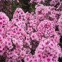 Phlox Bright Eyes (1 Bulb)
