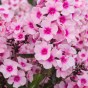 Phlox Bright Eyes (1 Bulb)