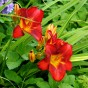 Hemerocallis Red (1 Bulb)