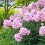 Phlox Bright Eyes (1 Bulb)