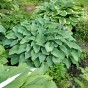 Hosta Blue Cadet (1 Bulb)
