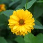 Heliopsis Scabra (3 Bulbs)