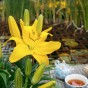 Lilium Yellow (1 Bulb)