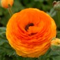 Ranunculus orange (12 Bulbs)