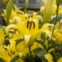 Lilium Yellow (1 Bulb)