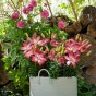 Lilium Pink (1 Bulb)
