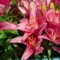 Lilium Pink (1 Bulb)