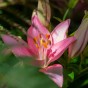 Lilium Pink (1 Bulb)