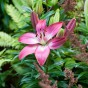 Lilium Pink (1 Bulb)