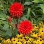 Dahlia Cactus Bergers Record (1 Bulb)