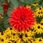 Dahlia Cactus Bergers Record (1 Bulb)