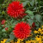 Dahlia Cactus Bergers Record (1 Bulb)