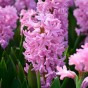 Garden with Jonny Cotton Candy Bundle - 50 Bulbs - Autumn Planting Flower Bulbs