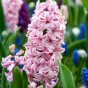 Garden with Jonny Cotton Candy Bundle - 50 Bulbs - Autumn Planting Flower Bulbs