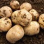 Foremost Seed Potatoes - 2KG