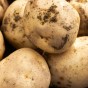 Foremost Seed Potatoes - 2KG
