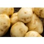 Foremost Seed Potatoes