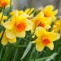 'Fortune' Orange Cupped Bulbs 5Kg (Approx. 100 Bulbs) by Jamieson Brothers® 