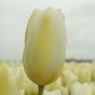 Creamy Eggnog Mix: Tulip Francoise & Daffodil (Narcissus) Sweet Pomponette