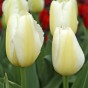 Creamy Eggnog Mix: Tulip Francoise & Daffodil (Narcissus) Sweet Pomponette