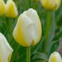 Creamy Eggnog Mix: Tulip Francoise & Daffodil (Narcissus) Sweet Pomponette