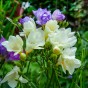 Freesia Single Mix (Freesia Hybrid) 15x Spring Planting Flower Bulbs