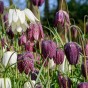 Fritillaria Meleagris Mix 15 Bulbs Ready for Planting Now in UK Autumn Outdoor Gardens