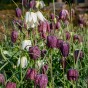 Fritillaria Meleagris Mix 15 Bulbs Ready for Planting Now in UK Autumn Outdoor Gardens