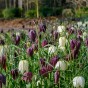 Fritillaria Meleagris Mix 15 Bulbs Ready for Planting Now in UK Autumn Outdoor Gardens