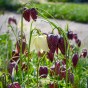 Fritillaria Meleagris Mix 15 Bulbs Ready for Planting Now in UK Autumn Outdoor Gardens