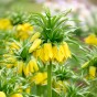 Fritillaria Imperialis Lutea 1 Bulb Ready for Planting Now in UK Autumn Outdoor Gardens