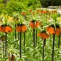 Fritillaria Imperialis Rubra 1 Bulb Ready for Planting Now in UK Autumn Outdoor Gardens by Jamieson Brothers