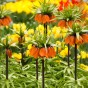 Fritillaria Imperialis Rubra 1 Bulb Ready for Planting Now in UK Autumn Outdoor Gardens by Jamieson Brothers