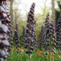 Fritillaria Persica 1 Bulb Ready for Planting Now in UK Autumn Outdoor Gardens