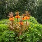 Fritillaria Sunset 1 Bulb Ready for Planting Now in UK Autumn Outdoor Gardens