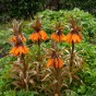 Fritillaria Sunset 1 Bulb Ready for Planting Now in UK Autumn Outdoor Gardens