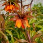 Fritillaria Sunset 1 Bulb Ready for Planting Now in UK Autumn Outdoor Gardens