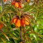 Fritillaria Sunset 1 Bulb Ready for Planting Now in UK Autumn Outdoor Gardens