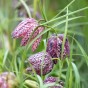 Garden with Jonny Fritillaria Meleagris 20 Bulbs