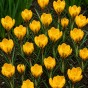 Yellow Spring Flowering Lasagne Bulb Planting Kit - Layered Perennial Flower Bulbs for Garden Pots & Containers, Mixed Tulips, Daffodils & Crocus – by Jamieson Brothers
