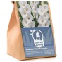Gladiolus White Prosperity (5 Bulbs)